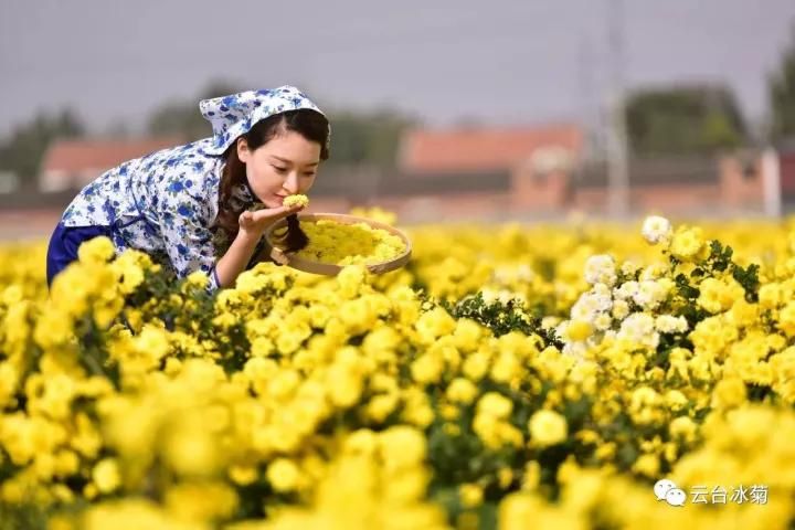 云臺(tái)冰菊基地發(fā)生了什么？一批批領(lǐng)導(dǎo)專家團(tuán)隊(duì)前來！