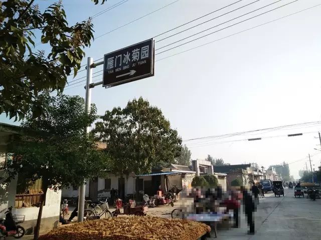 如何找到云臺冰菊？怎樣找到云臺冰菊？